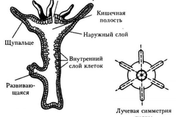 Kraken com зеркало