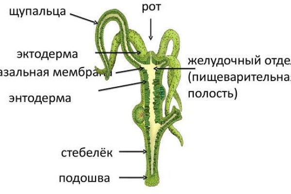 Кракен onion ссылка